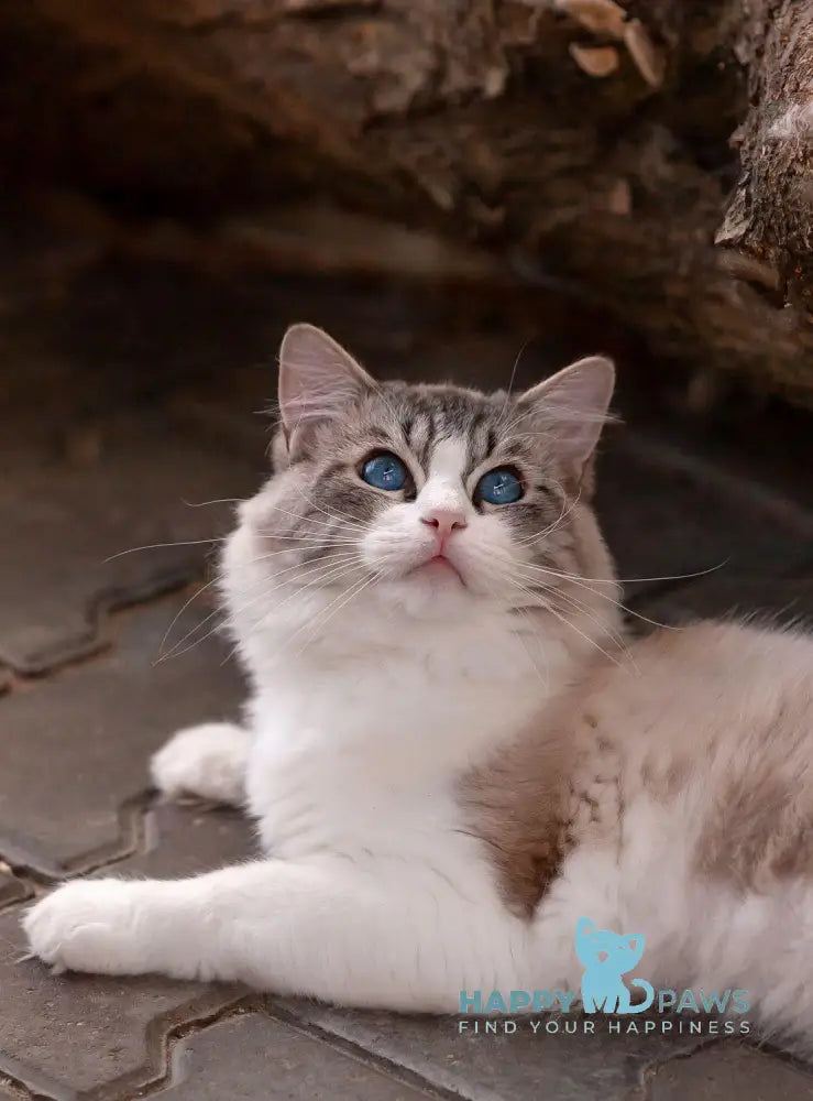 Issa Ragdoll female blue mitted lynx live animals