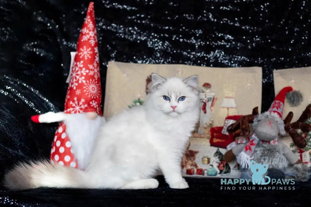 Issa Ragdoll female blue mitted lynx live animals