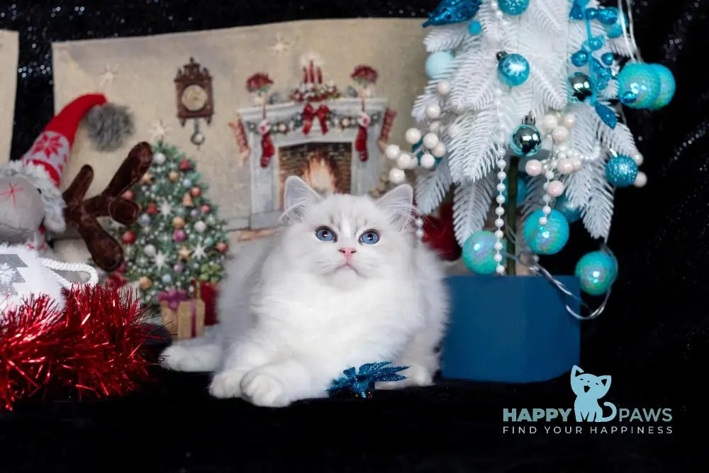 Issa Ragdoll female blue mitted lynx live animals