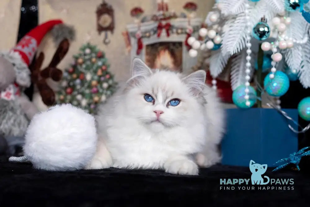 Issa Ragdoll female blue mitted lynx live animals
