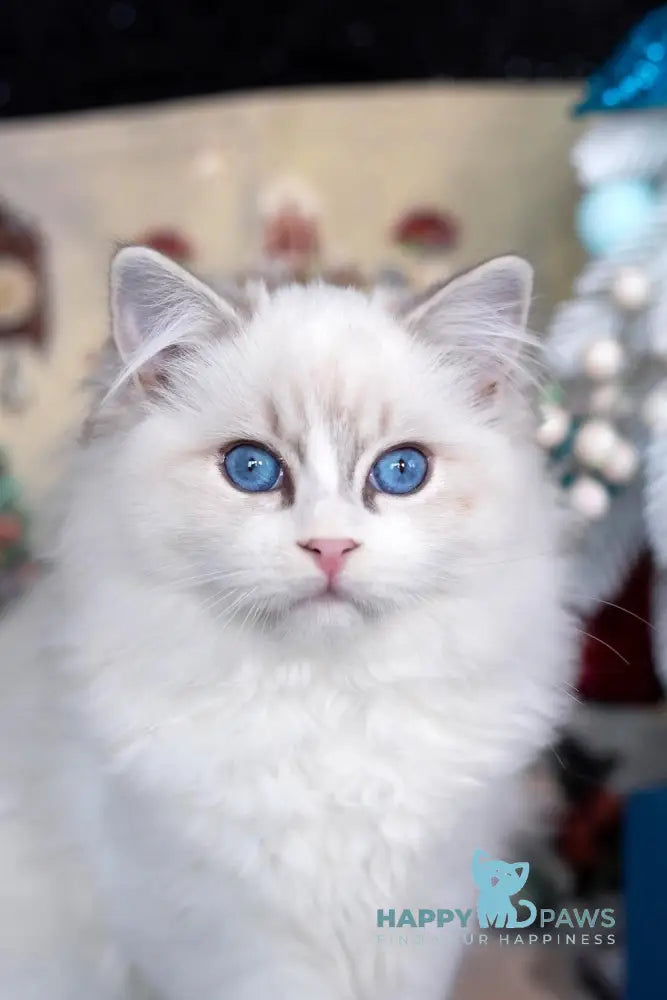 Issa Ragdoll female blue mitted lynx live animals