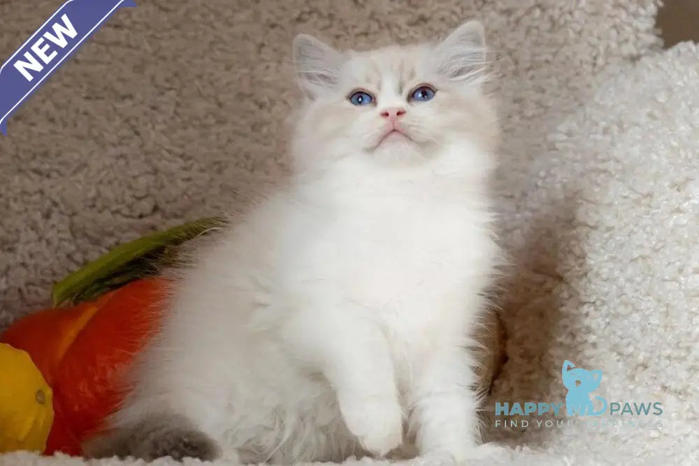 Issa Ragdoll female blue mitted lynx live animals