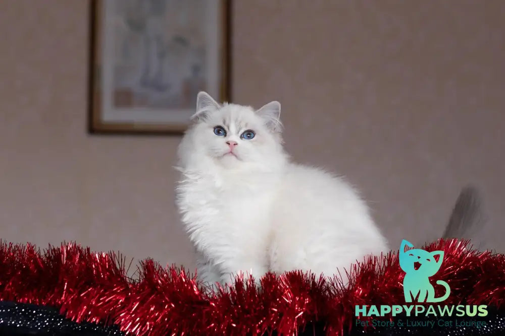 Issa Ragdoll female blue mitted lynx live animals