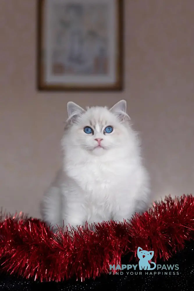 Issa Ragdoll female blue mitted lynx live animals