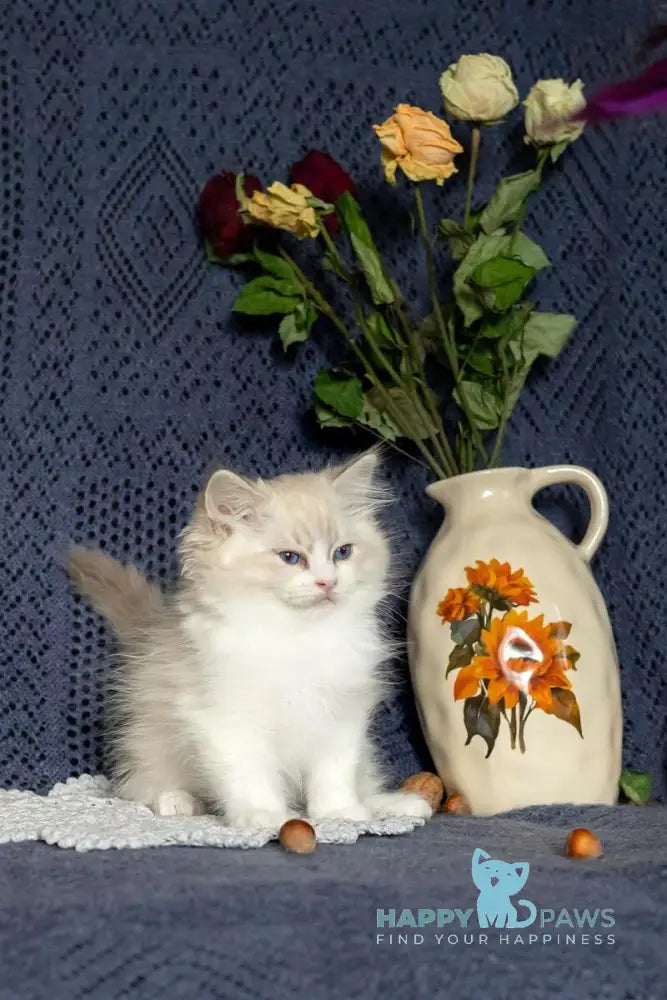 Issa Ragdoll female blue mitted lynx live animals