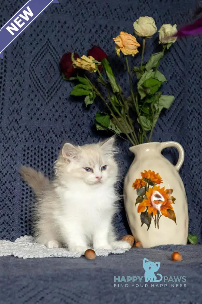 Issa Ragdoll female blue mitted lynx live animals