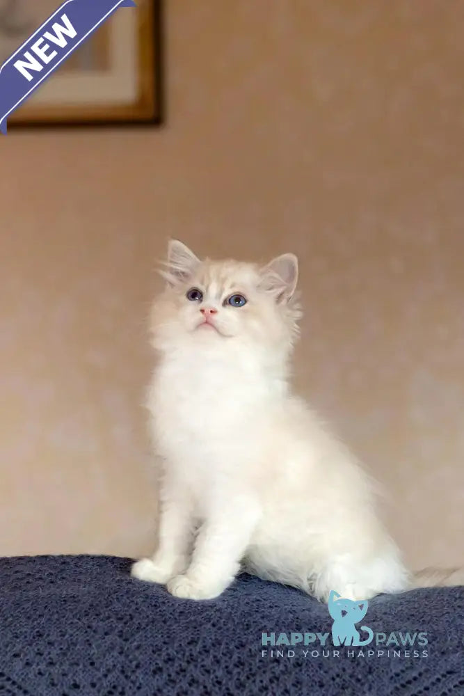 Issa Ragdoll female blue mitted lynx live animals