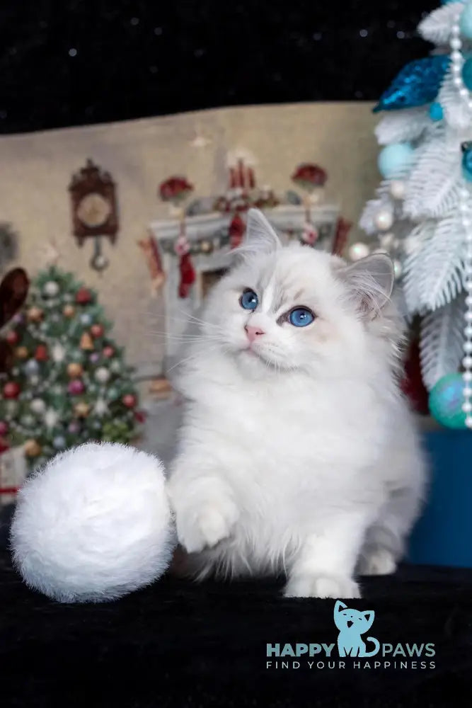 Issa Ragdoll female blue mitted lynx live animals