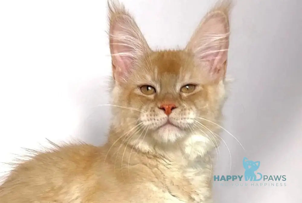 Issac Maine Coon male red silver live animals