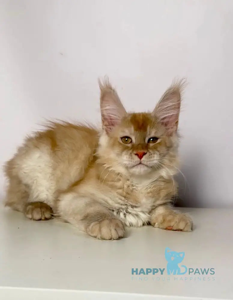 Issac Maine Coon male red silver live animals