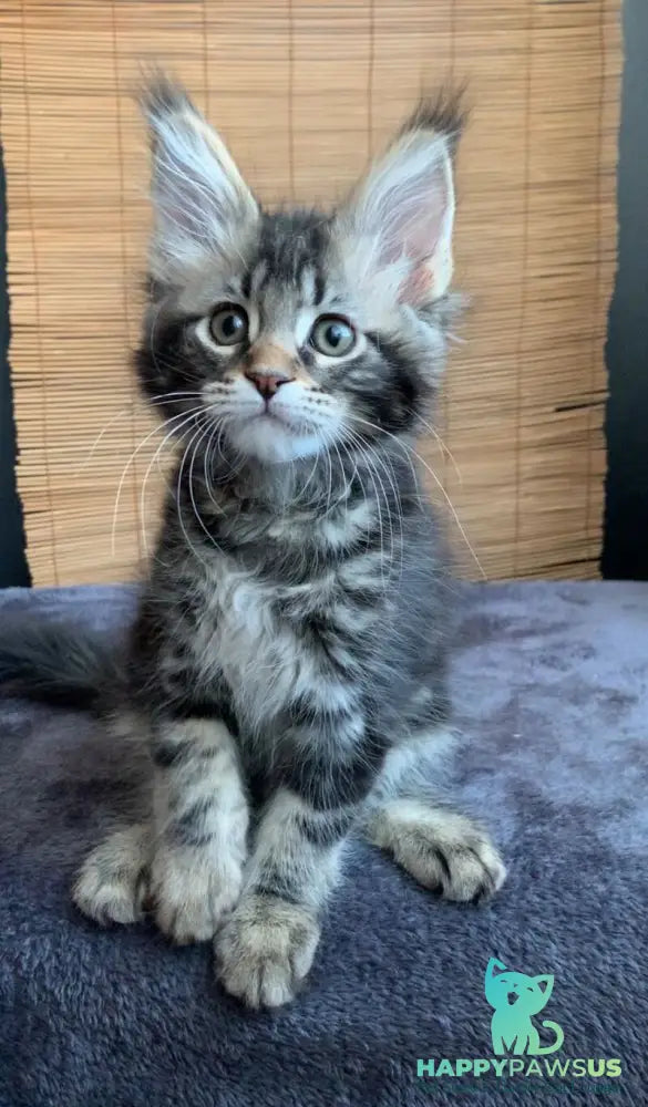Itaka Maine Coon female black tabby live animals