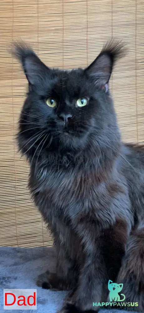 Itaka Maine Coon female black tabby live animals