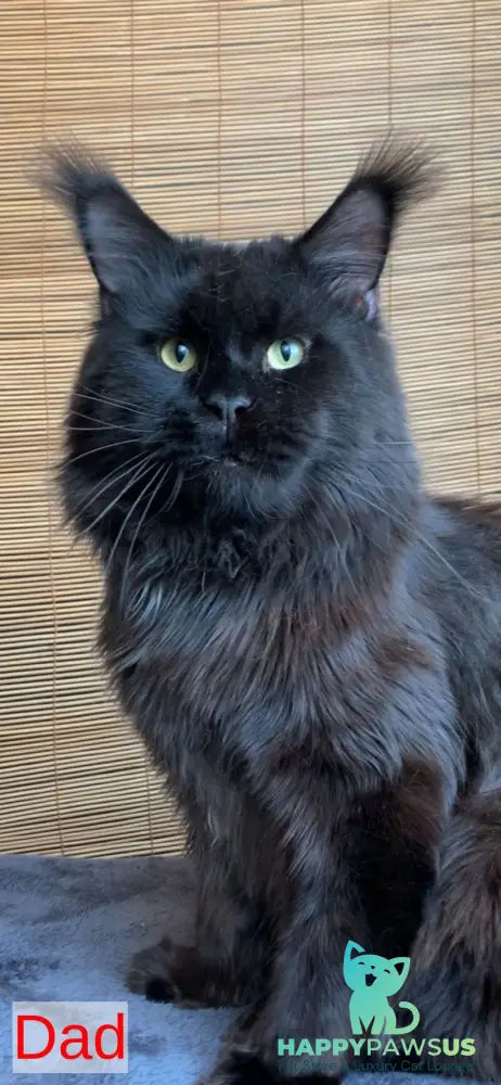 Itaka Maine Coon female black tabby live animals