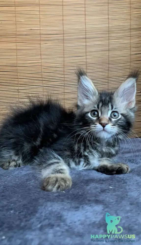 Itaka Maine Coon female black tabby live animals