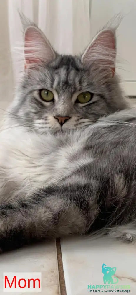 Itaka Maine Coon female black tabby live animals