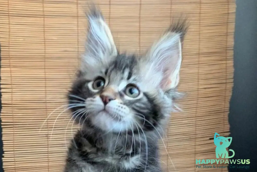 Itaka Maine Coon female black tabby live animals