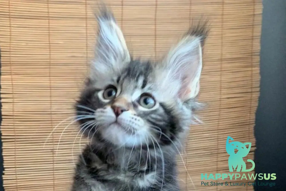 Itaka Maine Coon female black tabby live animals