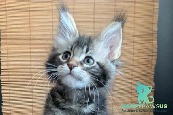 Itaka Maine Coon female black tabby live animals