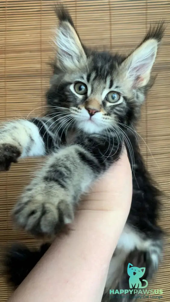 Itaka Maine Coon female black tabby live animals