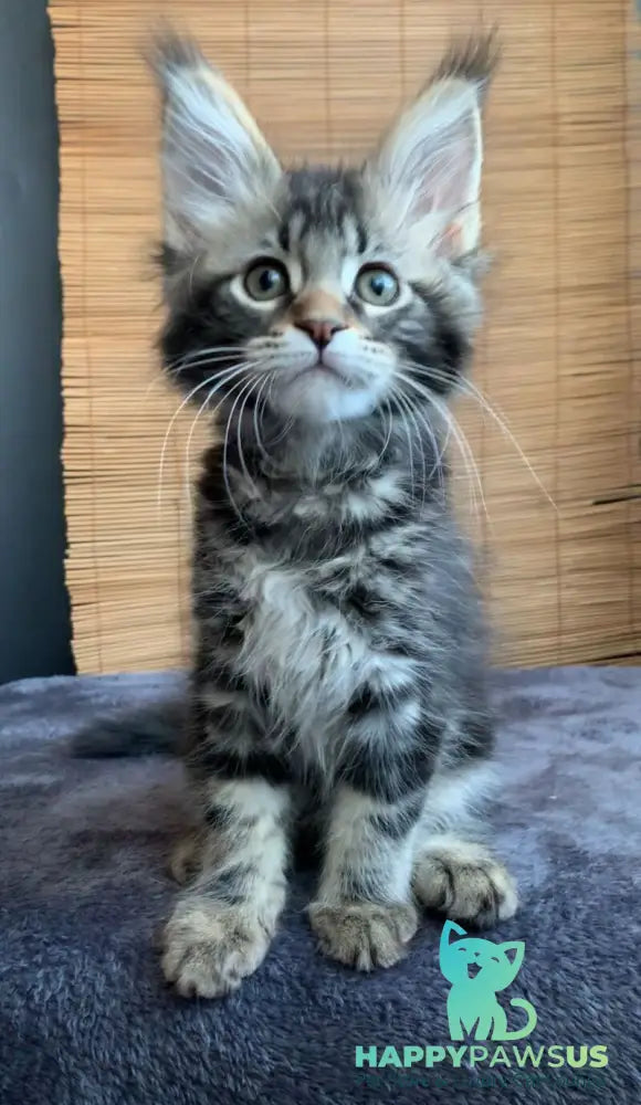 Itaka Maine Coon female black tabby live animals