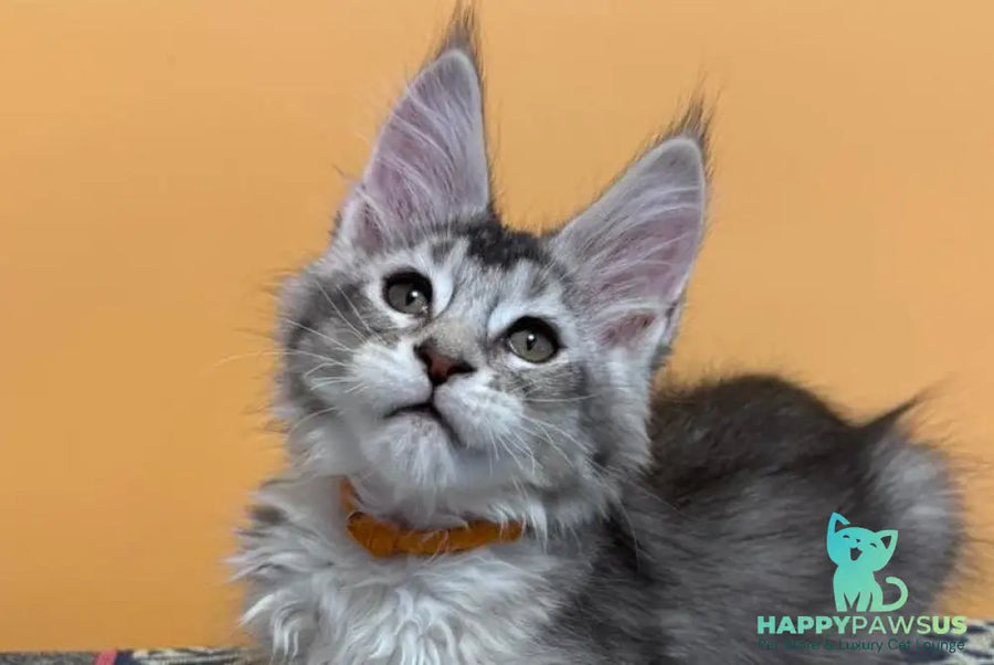 Italy Maine Coon female black tortie silver ticked tabby live animals