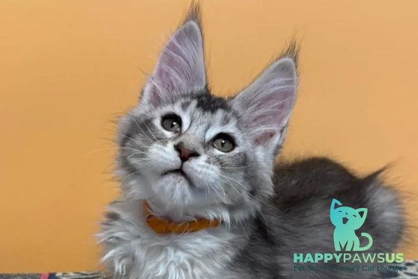 Italy Maine Coon female black tortie silver ticked tabby live animals