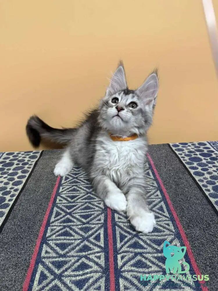 Italy Maine Coon female black tortie silver ticked tabby live animals