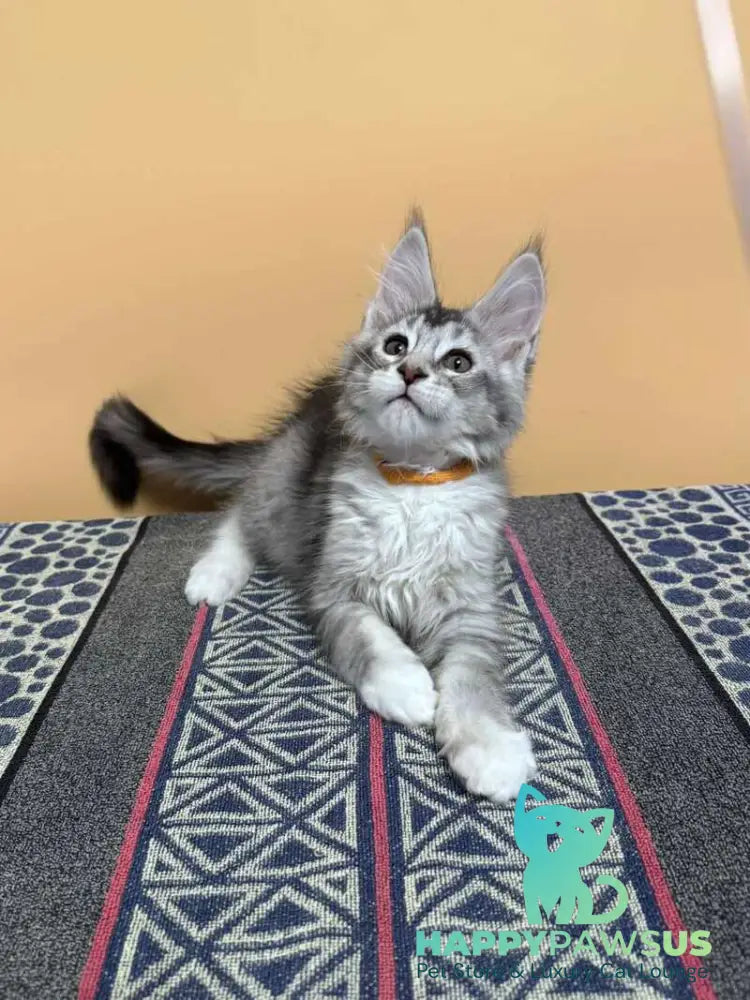 Italy Maine Coon female black tortie silver ticked tabby live animals