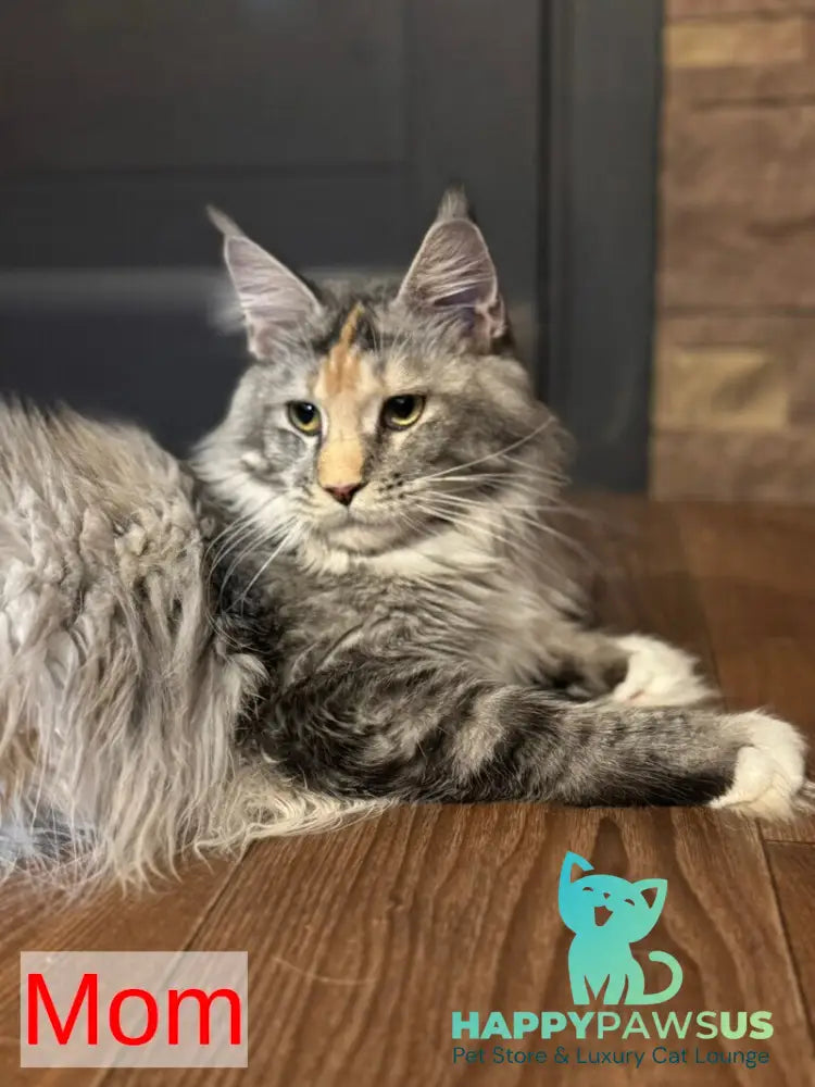 Italy Maine Coon female black tortie silver ticked tabby live animals