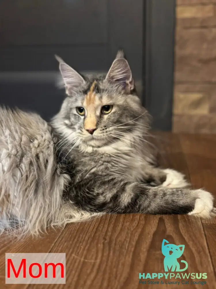 Italy Maine Coon female black tortie silver ticked tabby live animals
