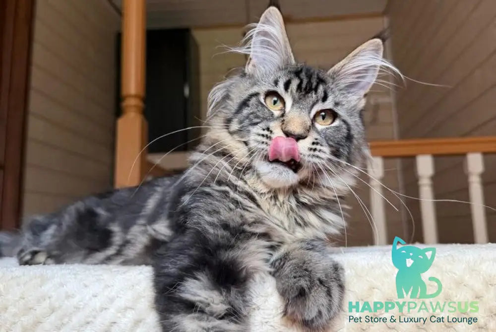 Iton Maine Coon male black tabby - live animals