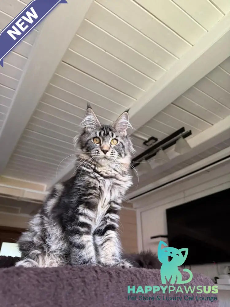 Iton Maine Coon male black tabby - live animals