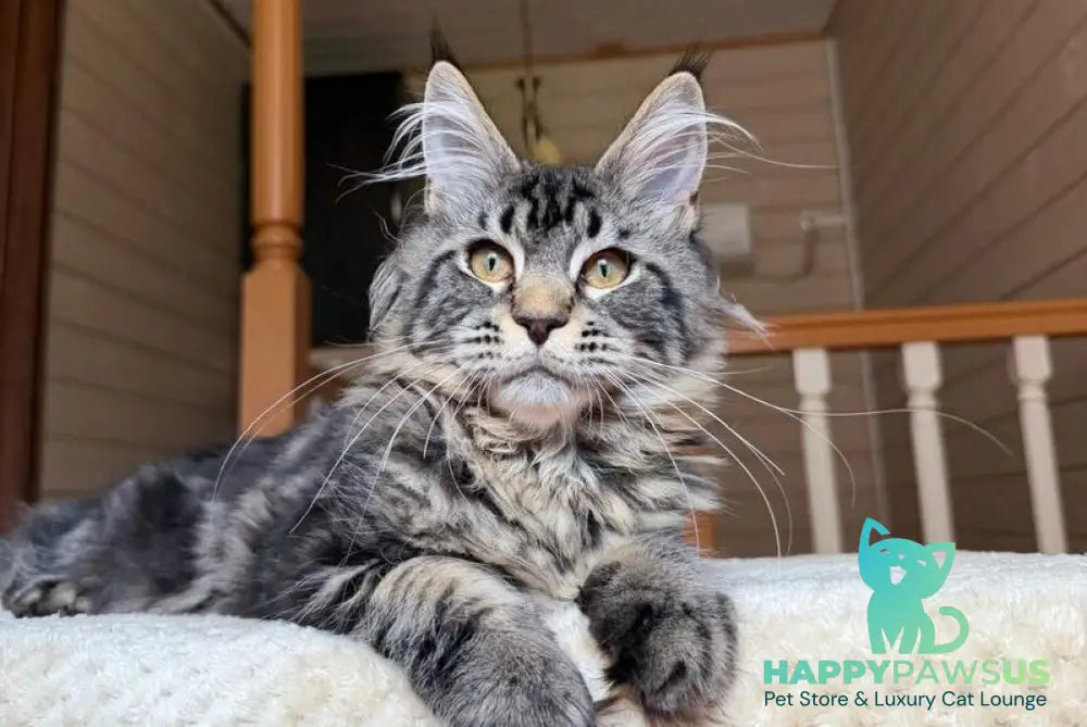 Iton Maine Coon male black tabby - live animals