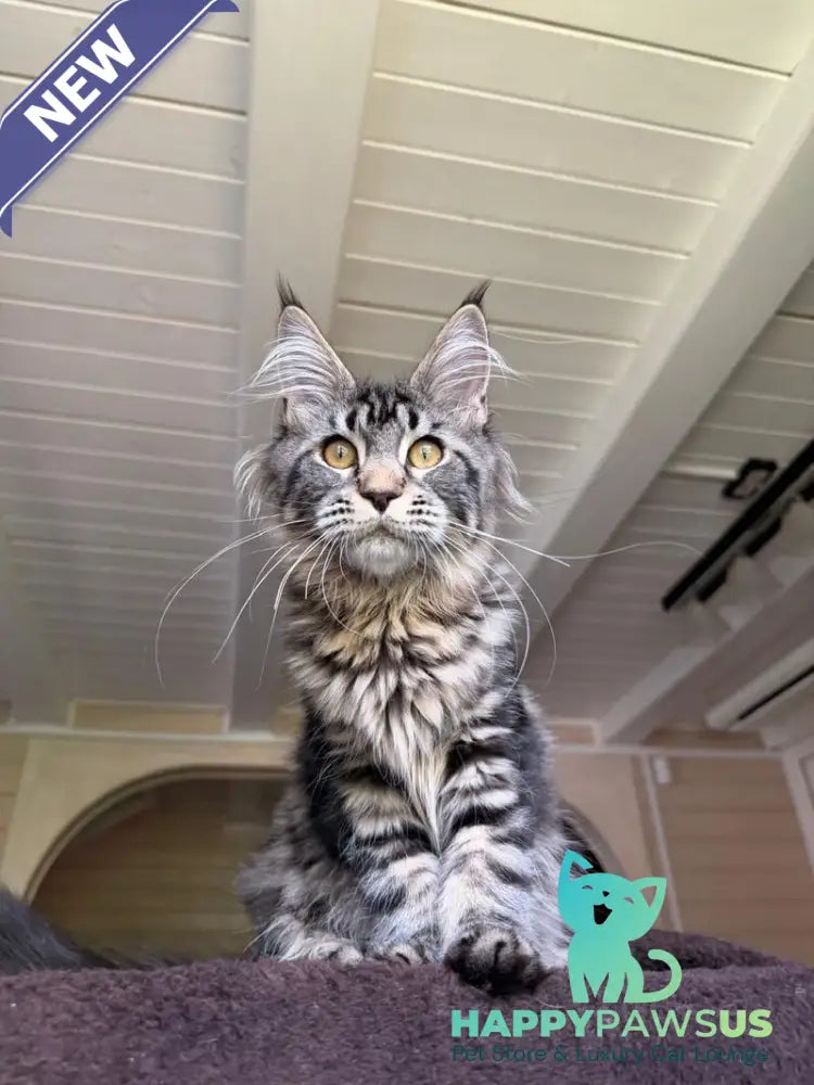 Iton Maine Coon male black tabby - live animals