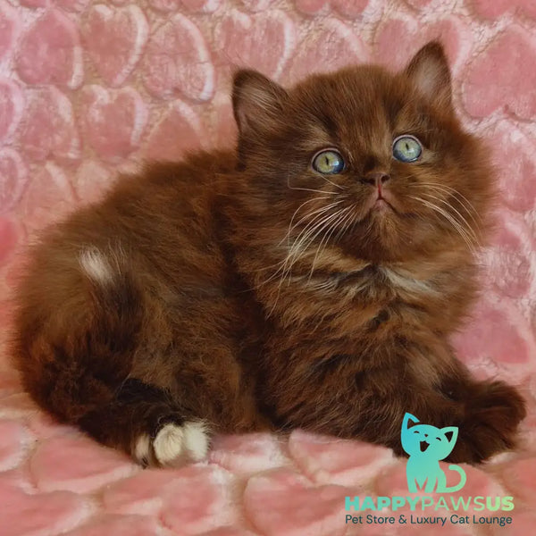 Iva British Longhair female chocolate with white - live animals