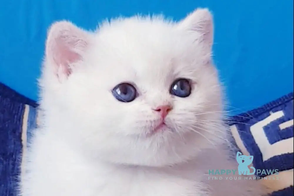 Iva British Shorthair female black golden chinchilla pointed live animals