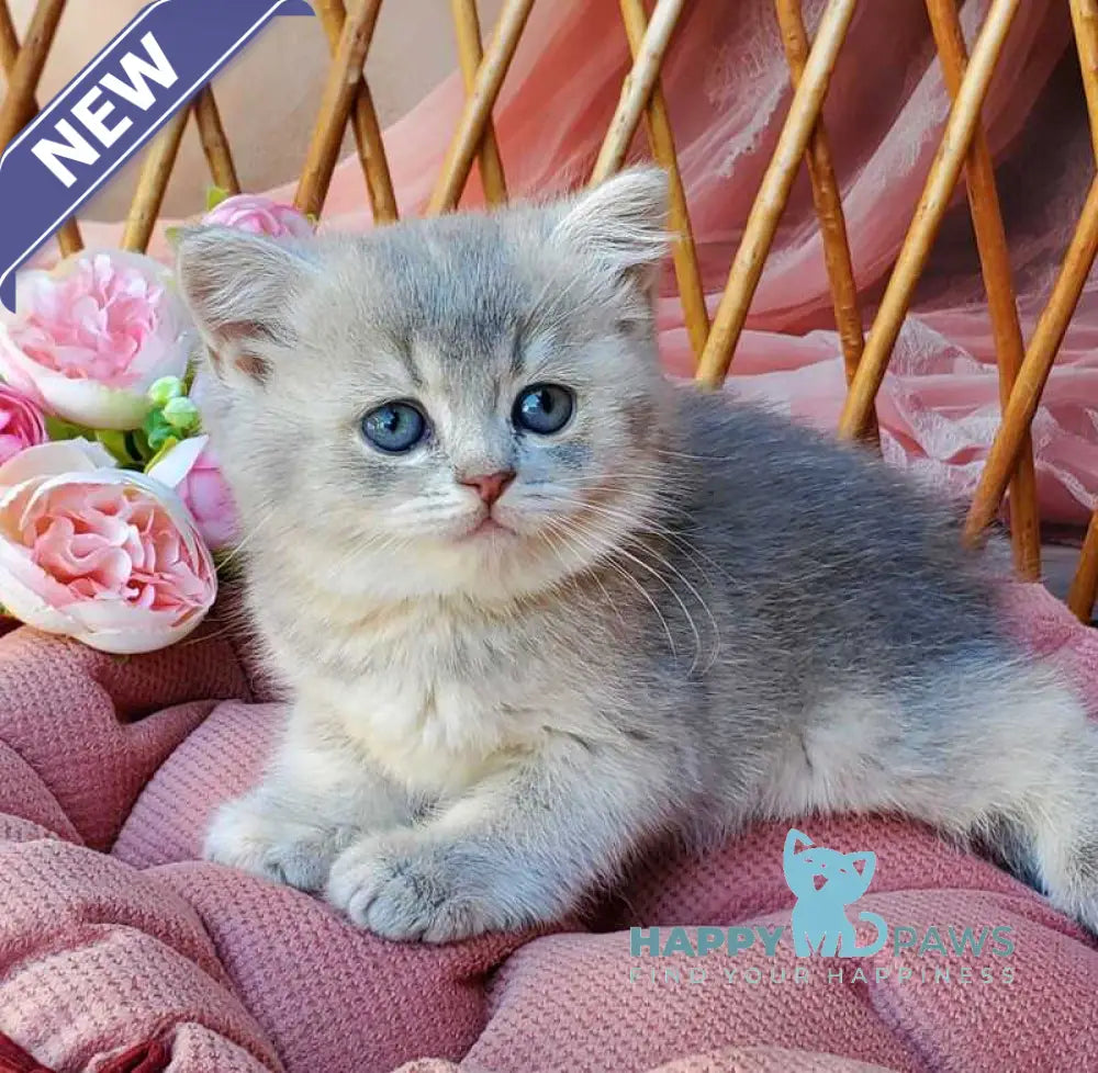 Iva British Shorthair female blue golden ticked tabby live animals