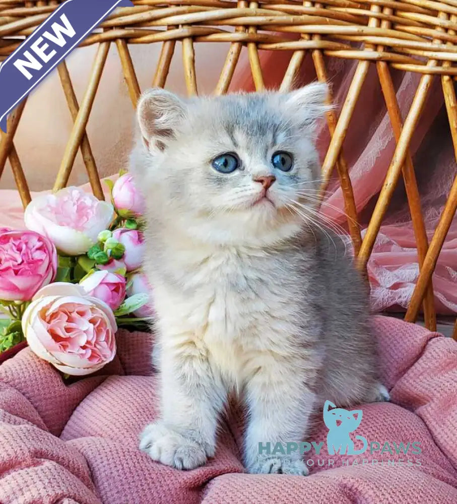 Iva British Shorthair female blue golden ticked tabby live animals