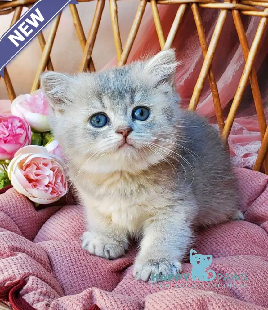 Iva British Shorthair female blue golden ticked tabby live animals