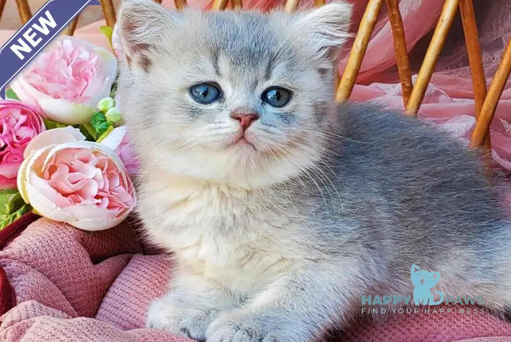 Iva British Shorthair female blue golden ticked tabby live animals