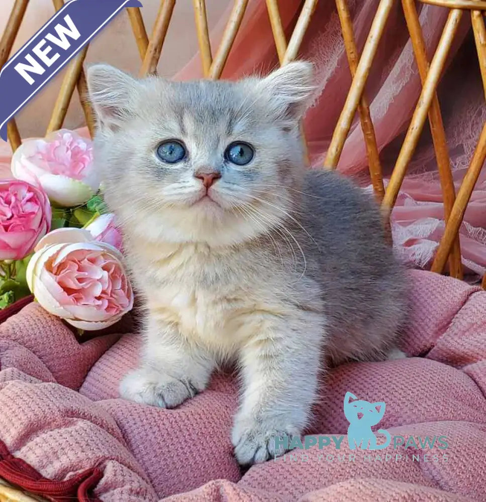 Iva British Shorthair female blue golden ticked tabby live animals