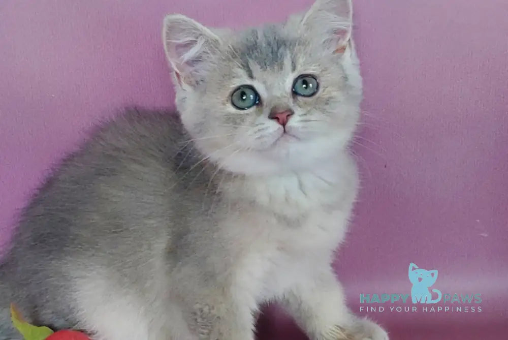 Iva British Shorthair female blue golden ticked tabby live animals