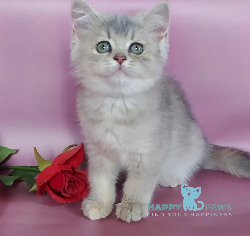 Iva British Shorthair female blue golden ticked tabby live animals