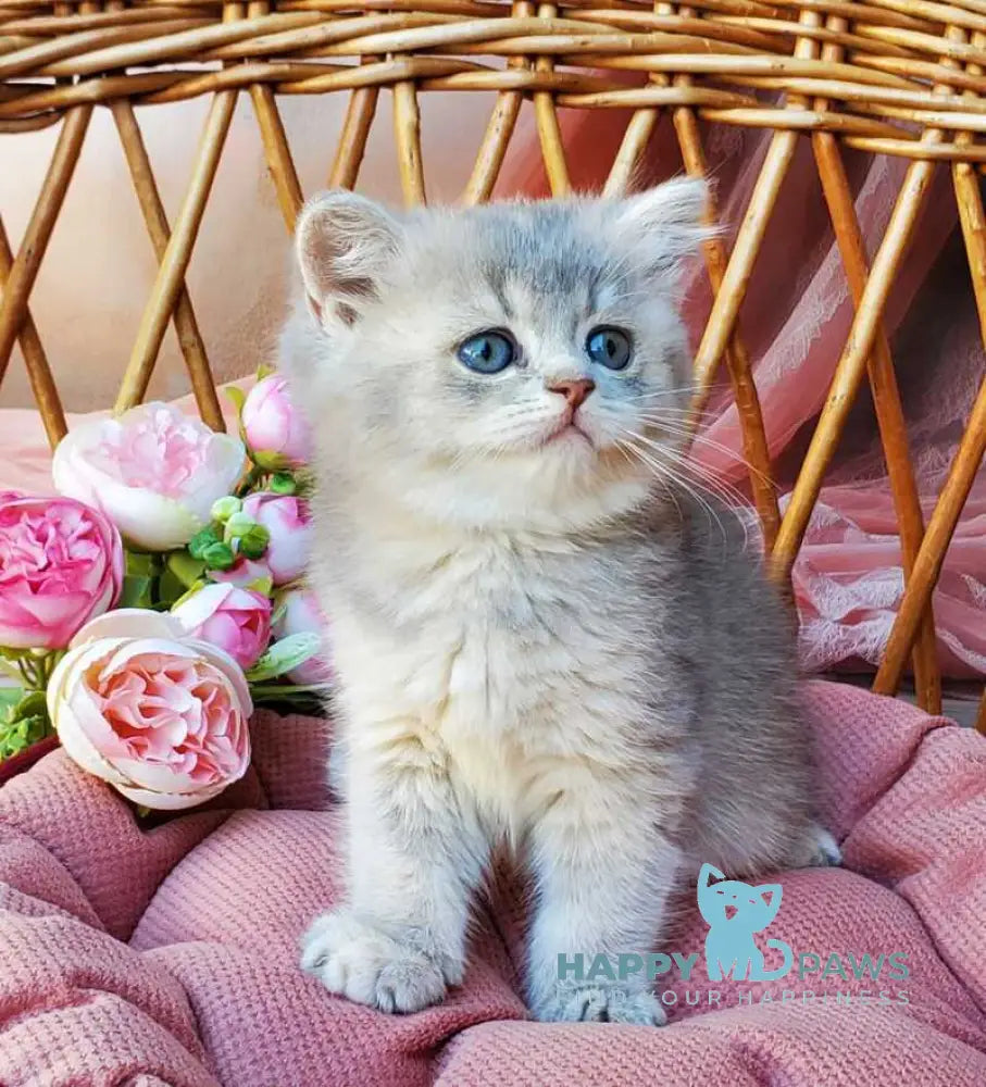 Iva British Shorthair female blue golden ticked tabby live animals