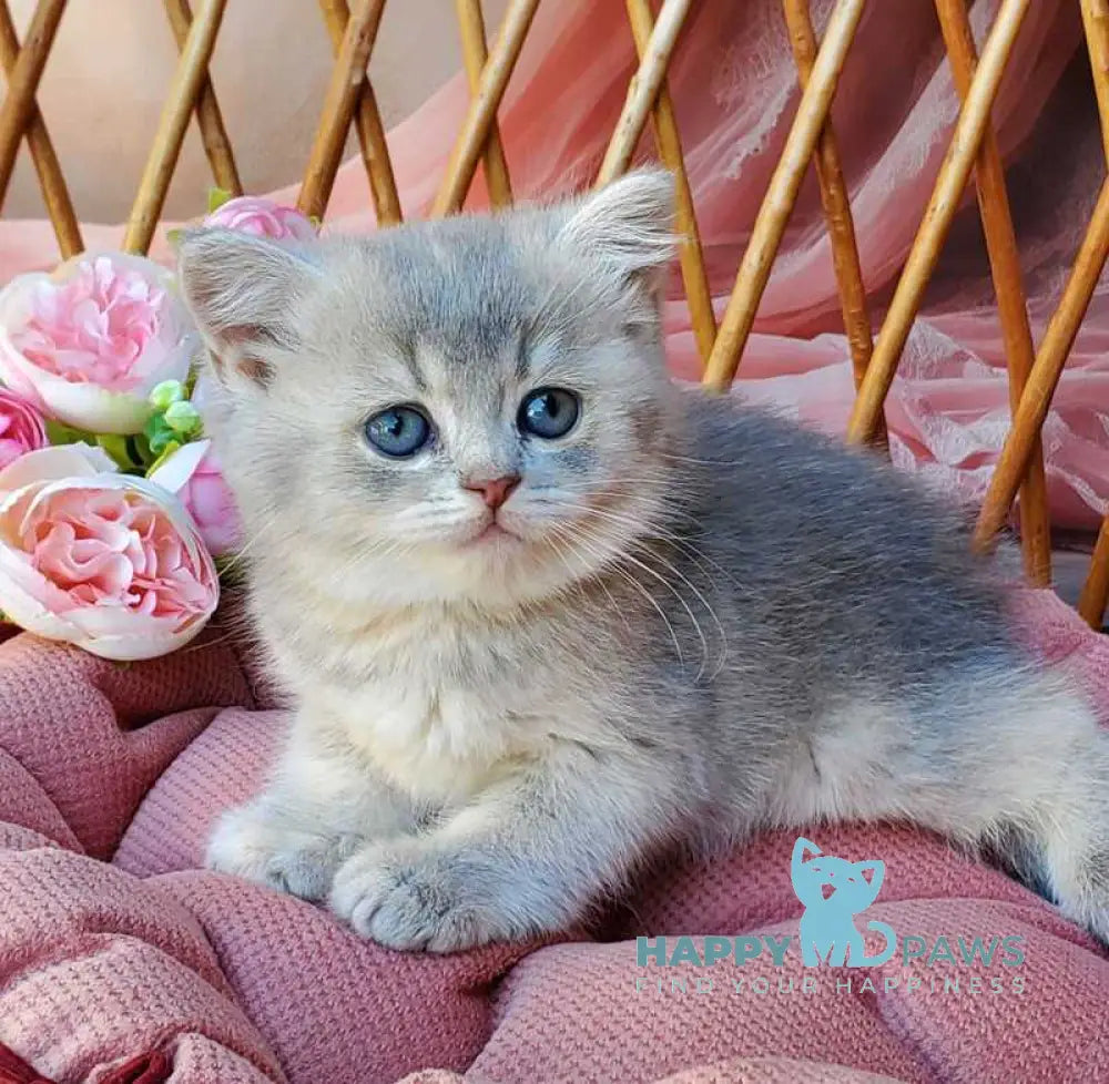 Iva British Shorthair female blue golden ticked tabby live animals