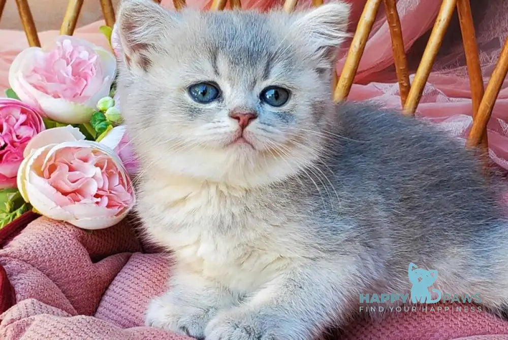 Iva British Shorthair female blue golden ticked tabby live animals