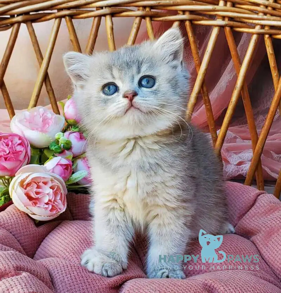 Iva British Shorthair female blue golden ticked tabby live animals