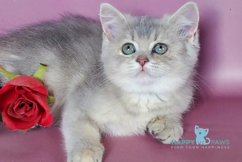 Iva British Shorthair female blue golden ticked tabby live animals