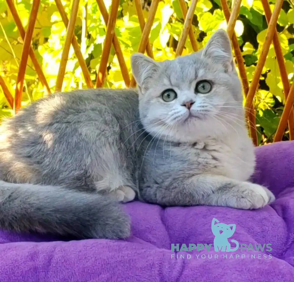 Iva British Shorthair female blue tortie golden shaded live animals