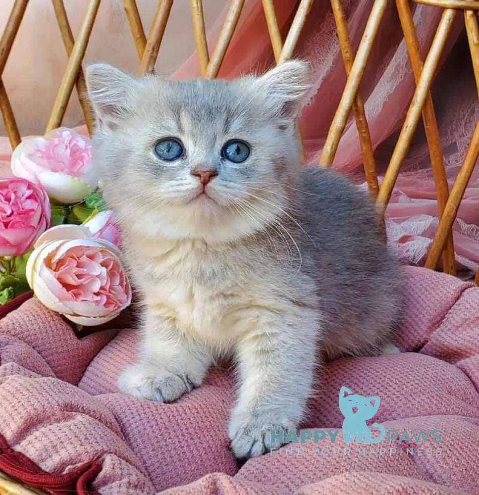 Iva British Shorthair female blue golden ticked tabby live animals